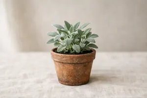 La salvia