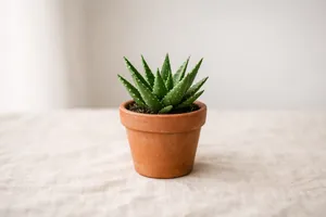 L’aloe vera