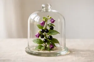 La belladonna