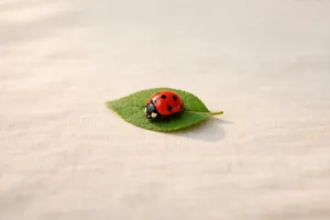 La mariquita