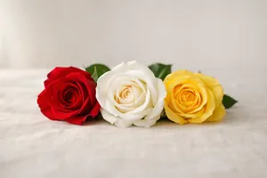 Le rose