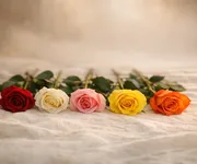 Significato delle rose secondo il colore