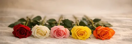 Significato delle rose secondo il colore