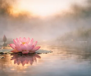 Fiore di loto: significato del fiore della rinascita