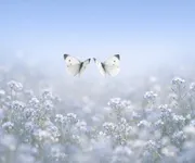 Como enlouquecer um Gémeos em 5 frases ♊🦋