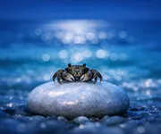 Come far impazzire un Cancro in 5 frasi ♋🦀