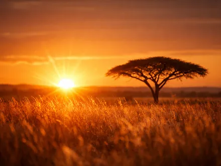 Alba dorata sulla savana e un'acacia solitaria - carattere del Leone