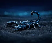 Comment rendre fou un Scorpion en 5 phrases ♏🦂