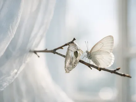 Chrysalide ouverte et papillon aux ailes pâles près d'une fenêtre lumineuse - la Balance qui évolue