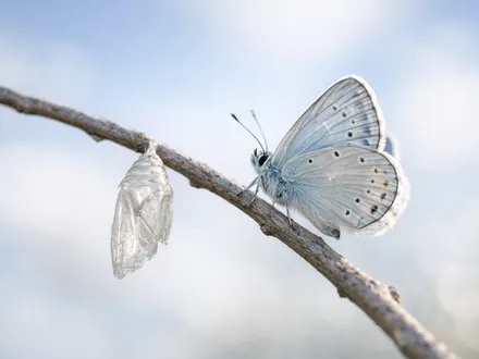 Papillon posé près de sa chrysalide vide sur une branche, lumière bleu pâle - évoluer pour le Gémeaux