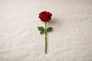 Rosa vermelha