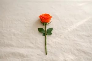 Rosa cor-de-laranja