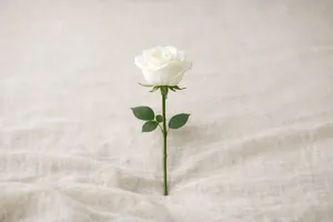 Rosa branca