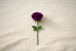 Rosa roxa
