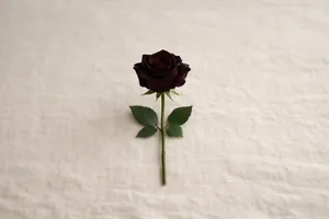 Rosa preta