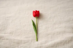 Il tulipano rosso