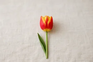Il tulipano variegato