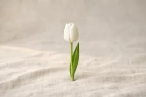 Il tulipano bianco
