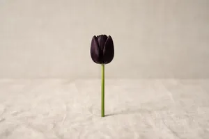 Il tulipano nero