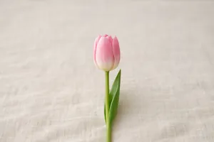 Il tulipano rosa