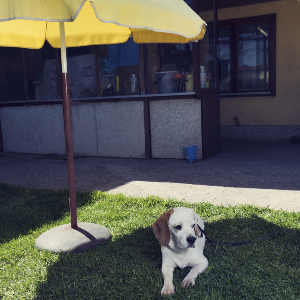 Canicule : 7 conseils pour rafraîchir votre chat ou votre chien