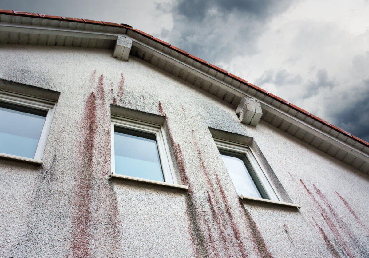 algue rouge façade