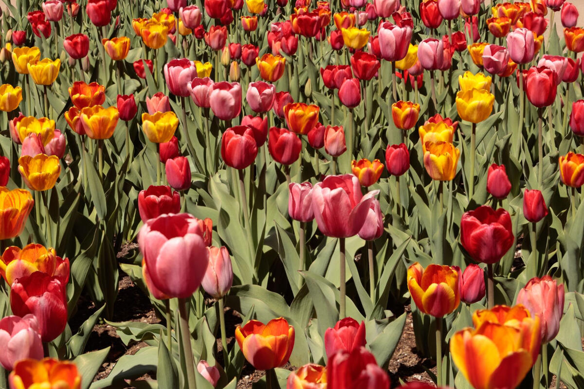Pourquoi faire appel à un paysagiste de A à Z pour son jardin ?