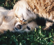 Qual è il tuo migliore animale da compagnia in base al tuo segno?