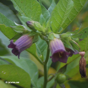 Belladone phytothérapie