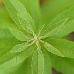 Verbena